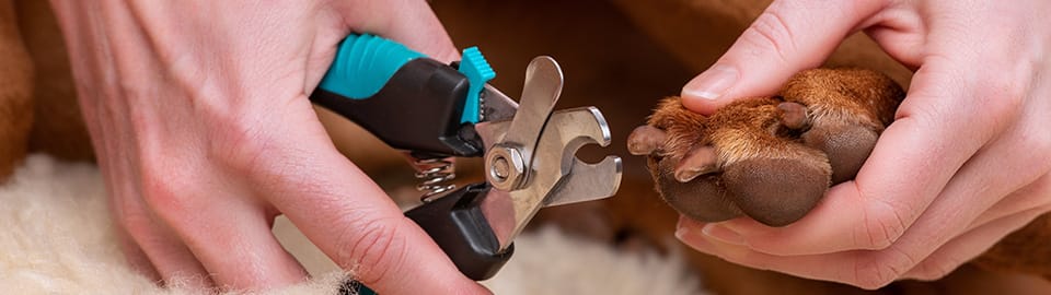 Dog nail outlet trimming guide